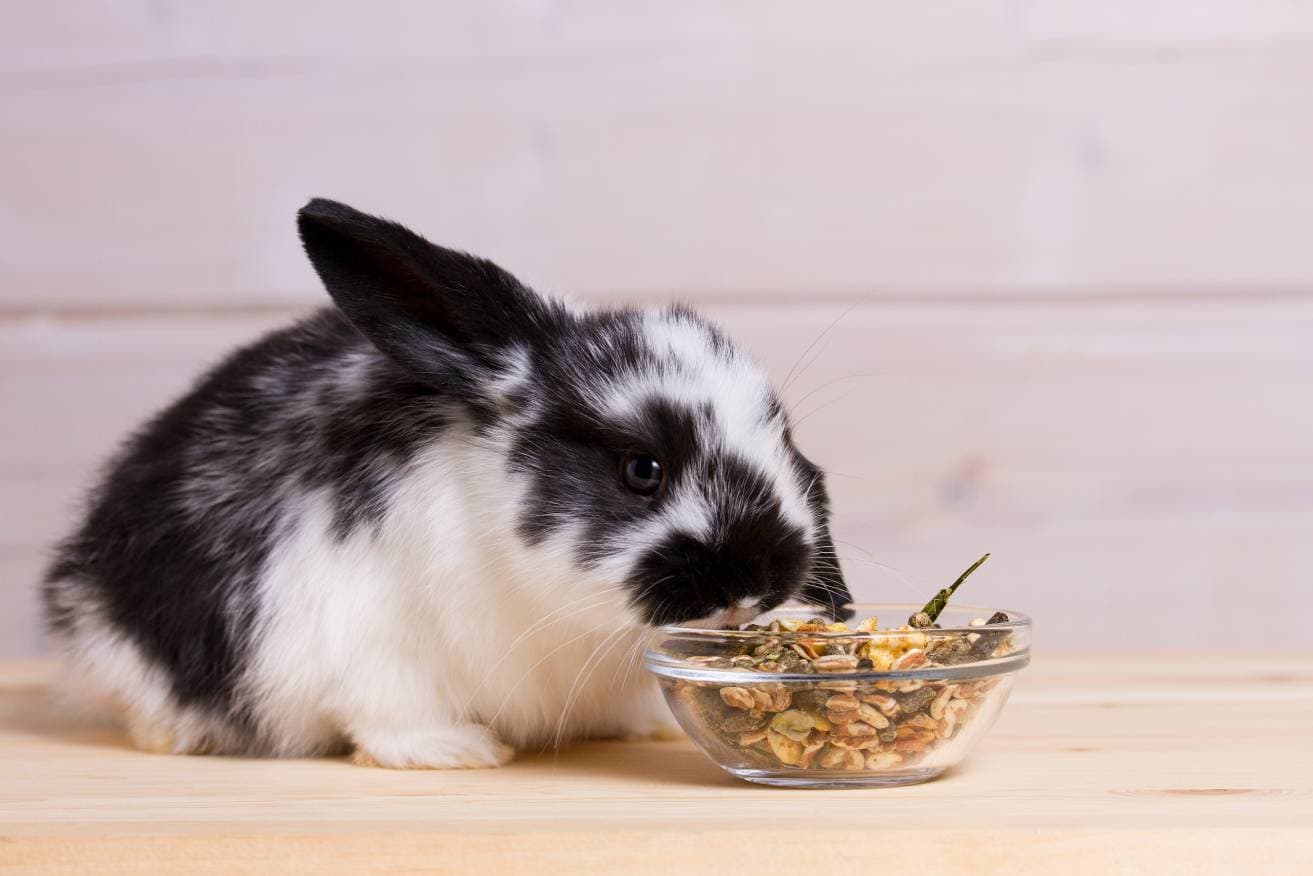 Rabbit eating food