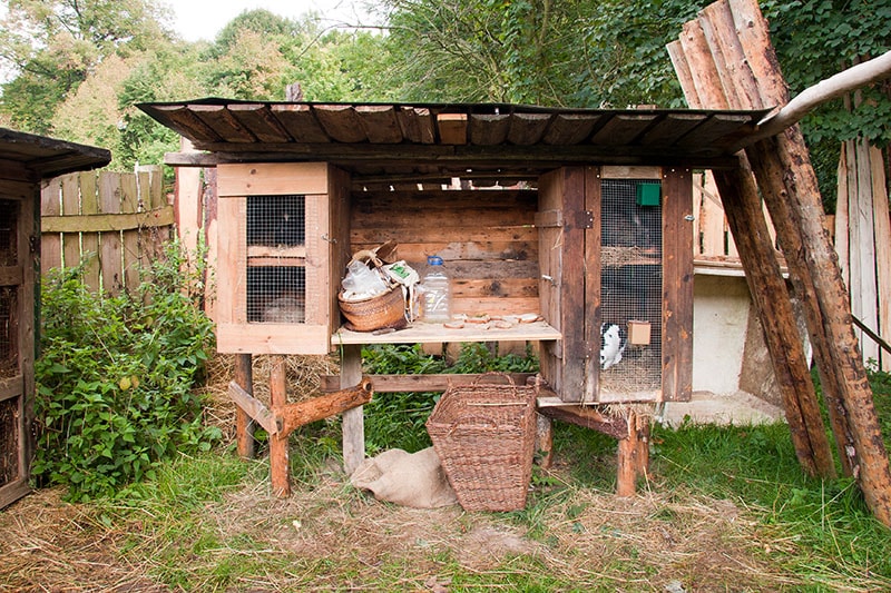 Rabbit in the rabbit hutch