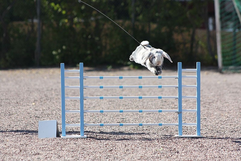 Rabbit jumping over a fence at Rabbit Show Jumping