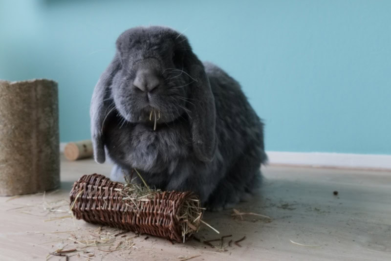 Rabbit with a roller toy
