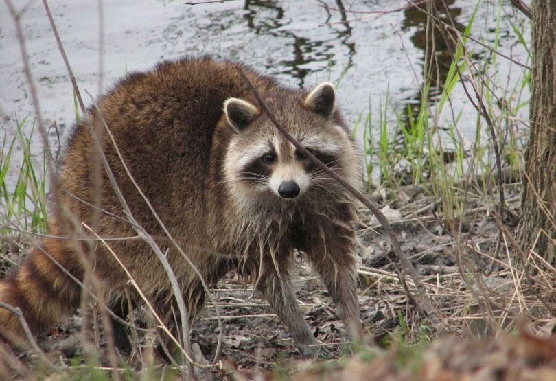 Raccoon featured,dodo71, Pixabay
