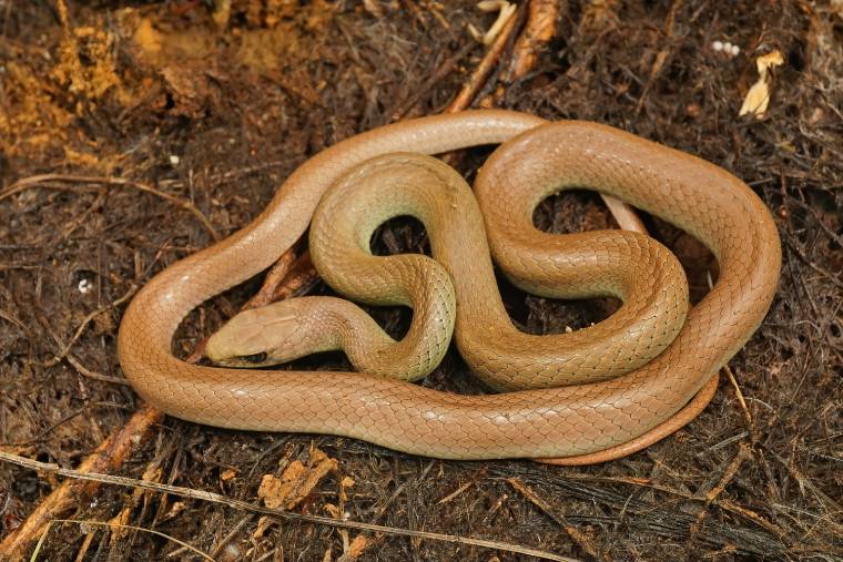 Racer Snake_Hwall_Shutterstock