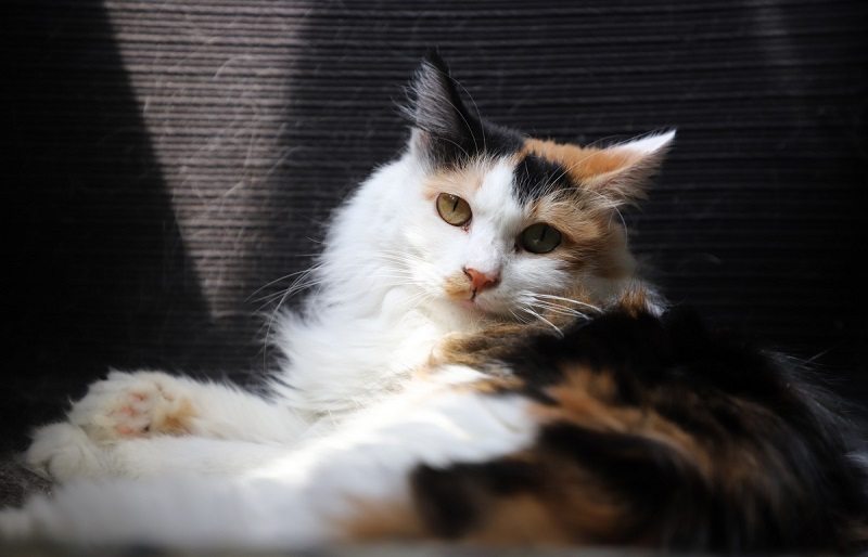 Ragamuffin