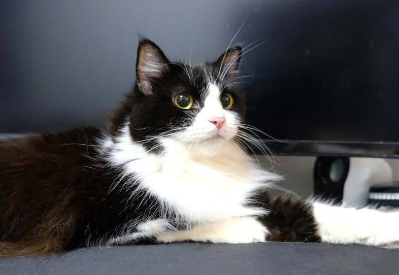 Ragamuffin-Cat_Kill_Baal_shutterstock