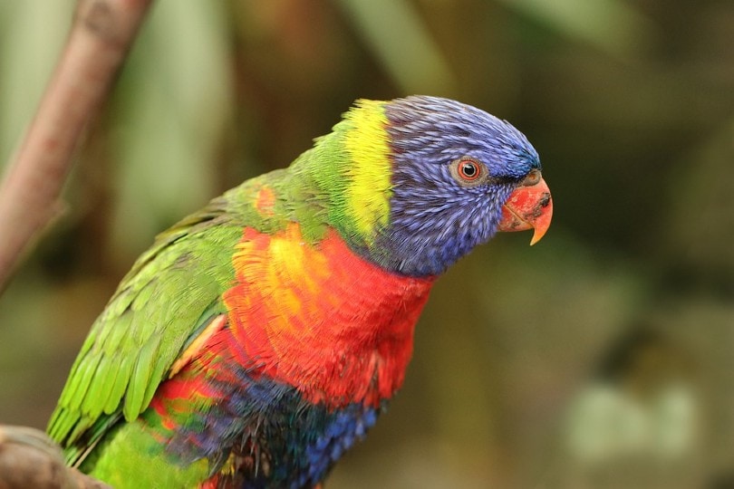 Rainbow Lorikeet