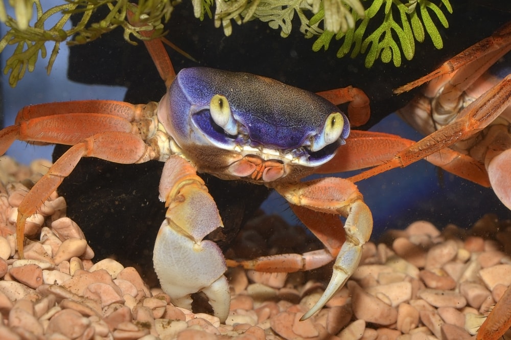 Rainbow land crab