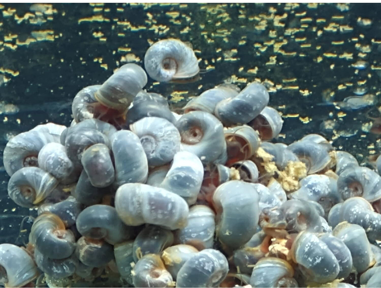 Ramshorn Snails