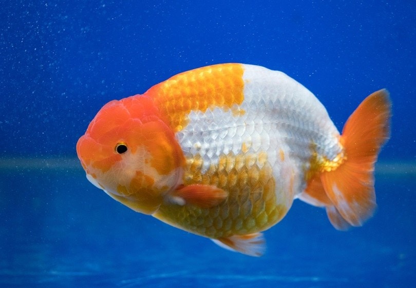 Ranchu Fancy Goldfish in tank