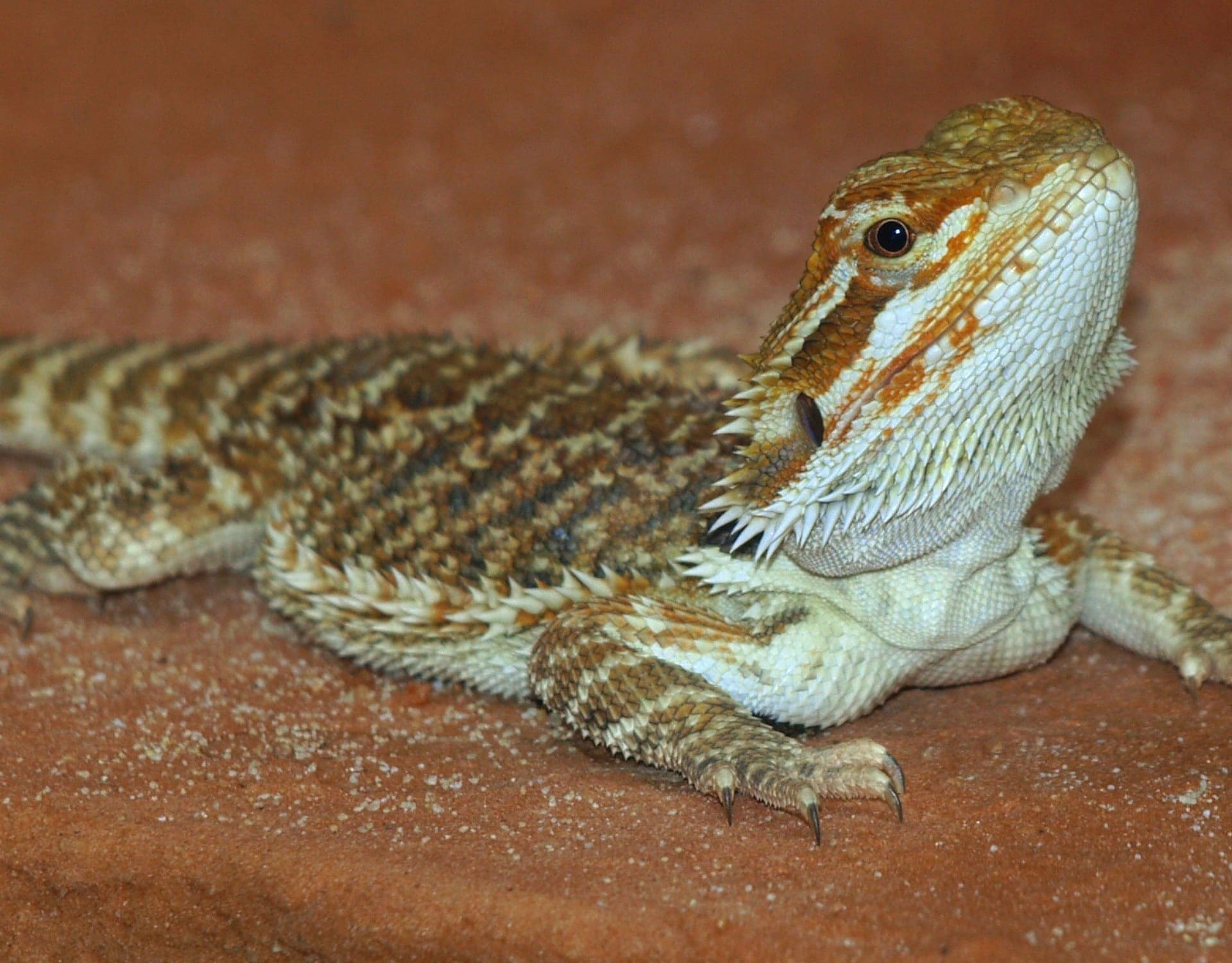 Rankin dragon