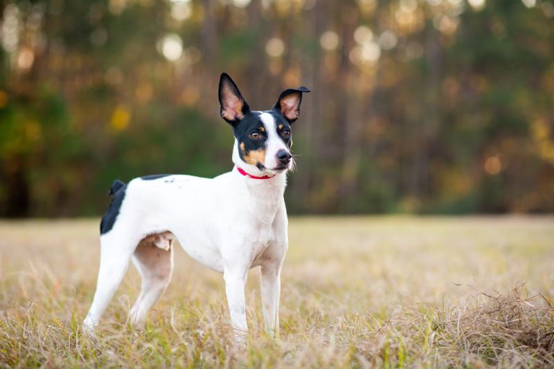 Rat Terrier in the woods