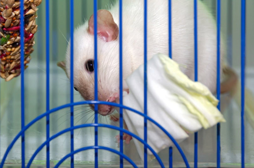Rat eating cabbage