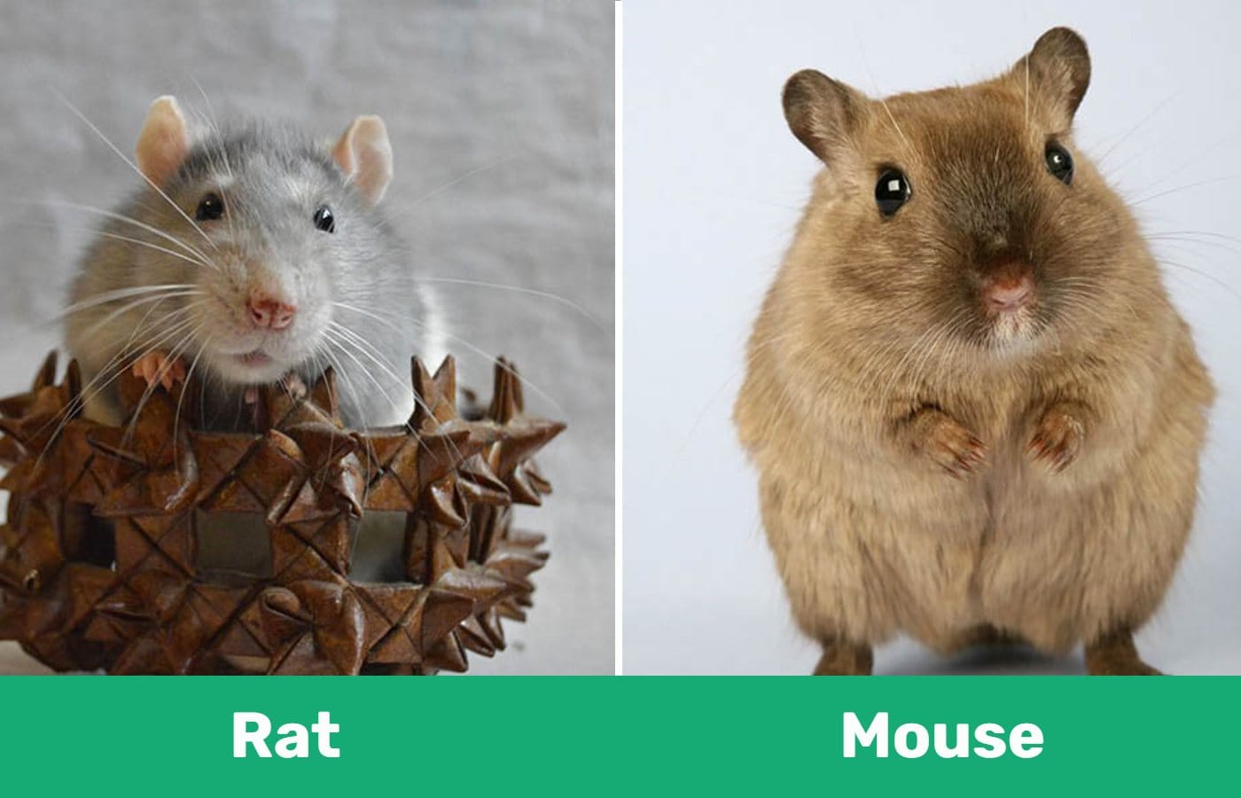 Rat vs mouse - mouse facts