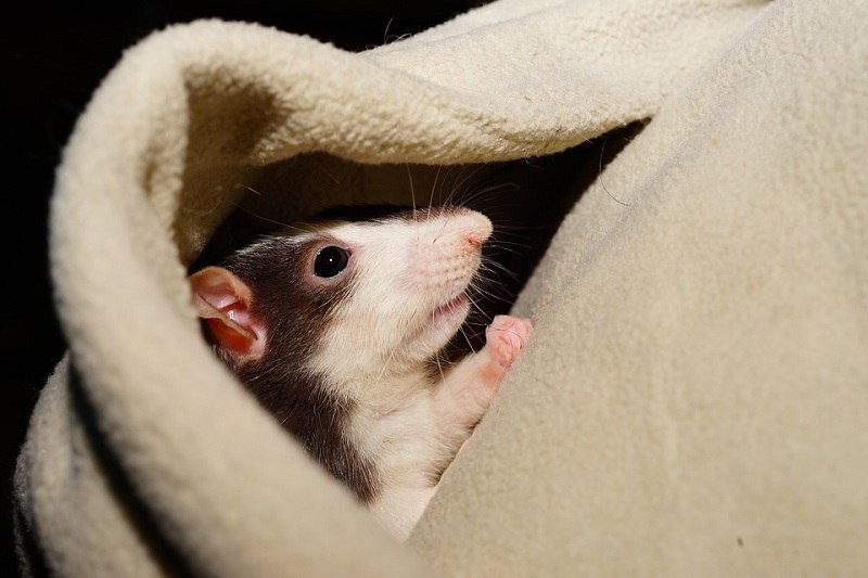 Rats