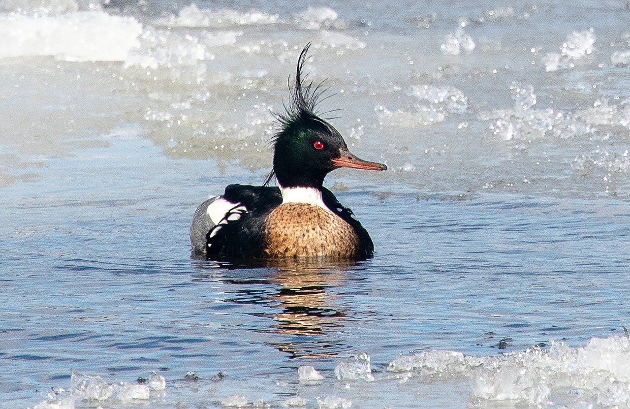 Red-Breasted Merganser