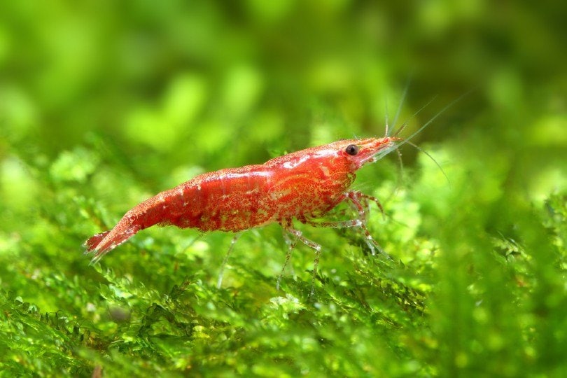 Red Cherry Shrimp