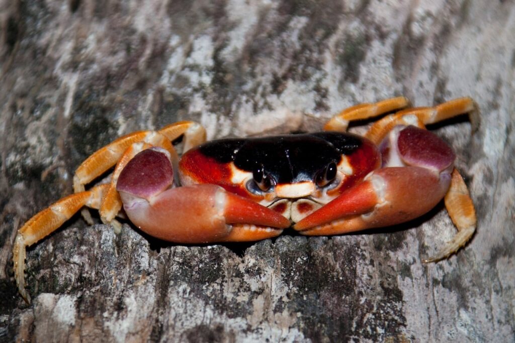 Red Claw Crab