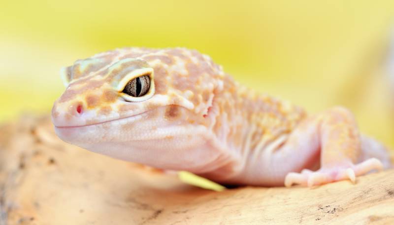 Red-Eyed Albino gecko with an orange colored body