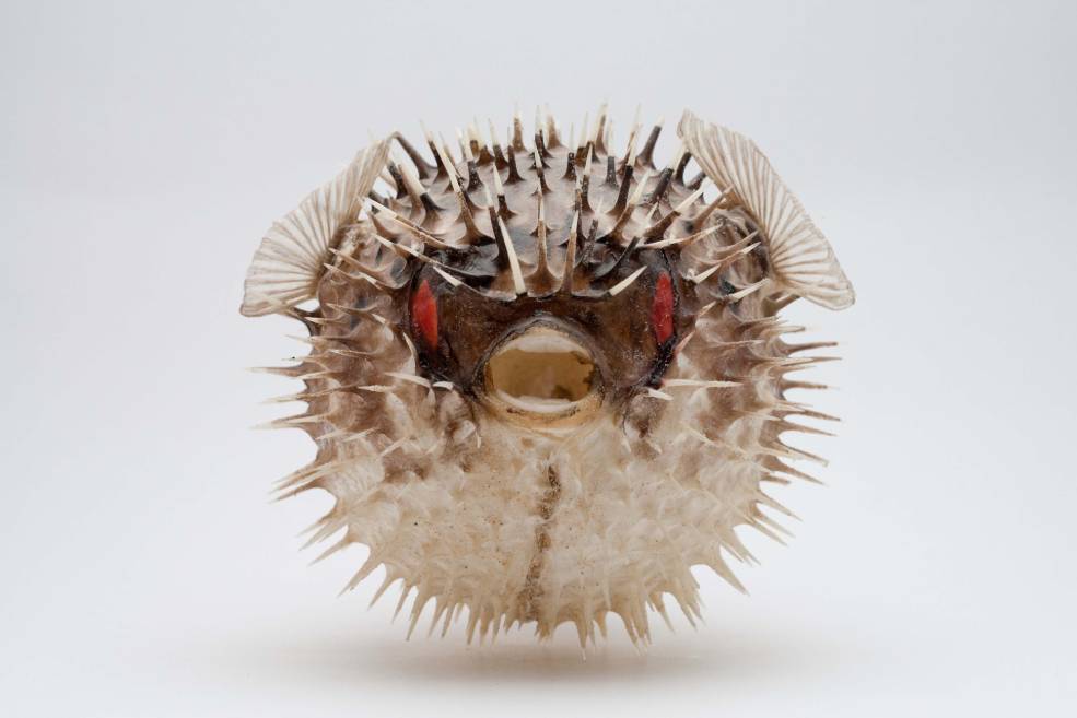 Red Eyed Puffer