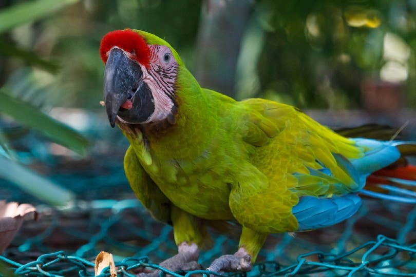 Red-Fronted Macaw