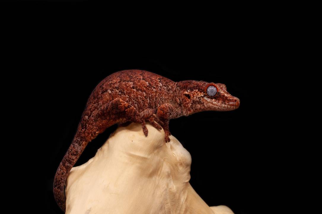 Red Gargoyle
