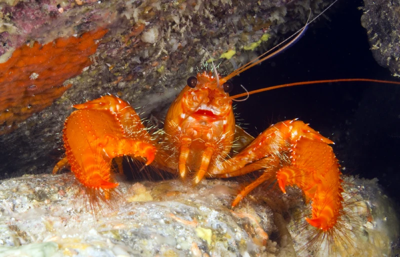 Red Hawaiian Reef Lobster (Enoplometopus occidentalis)