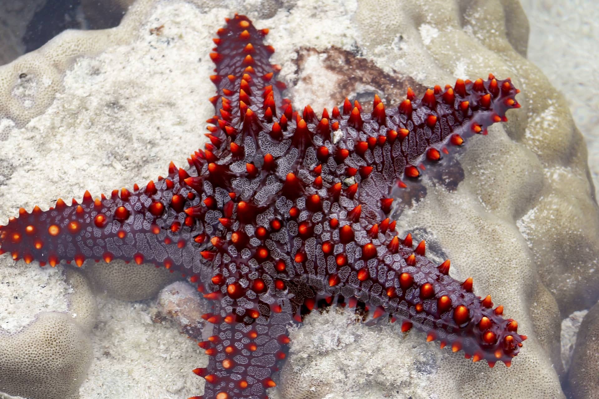 Red Knobbed Starfish