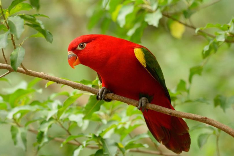 Red Lori Parrot Side view