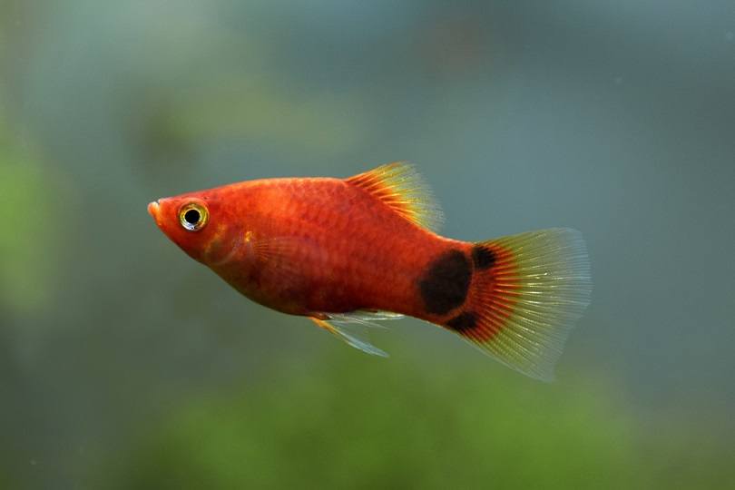 Red Mickey Mouse Platy_boban_nz_shutterstock