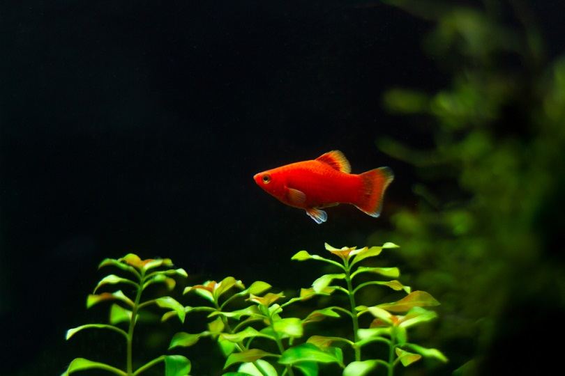 Red Platy_Udson Gabriel_shutterstock