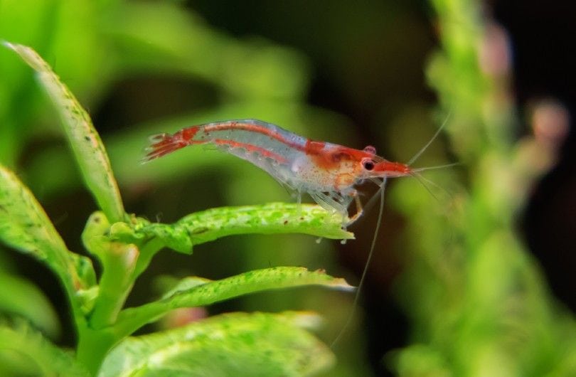 Red Rili Shrimp