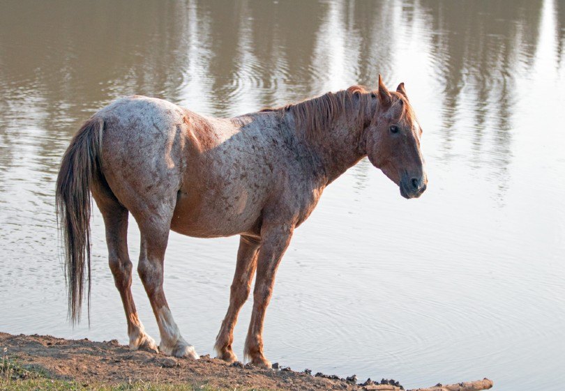 Red Roan