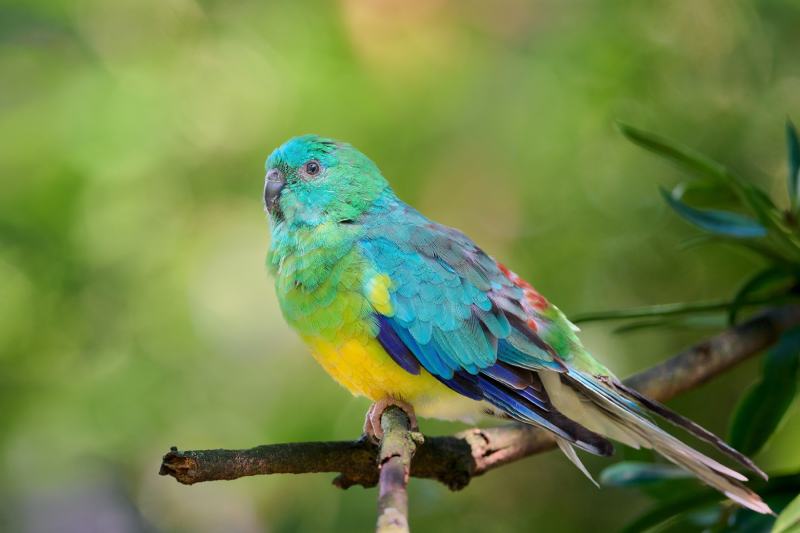 Red Rump Parakeet (Psephotus haematonotus)