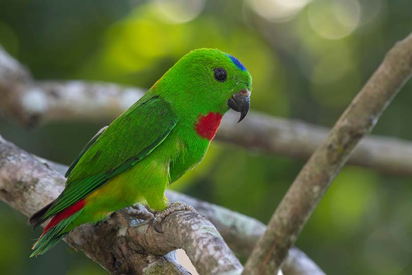 Red Rump Parakeet