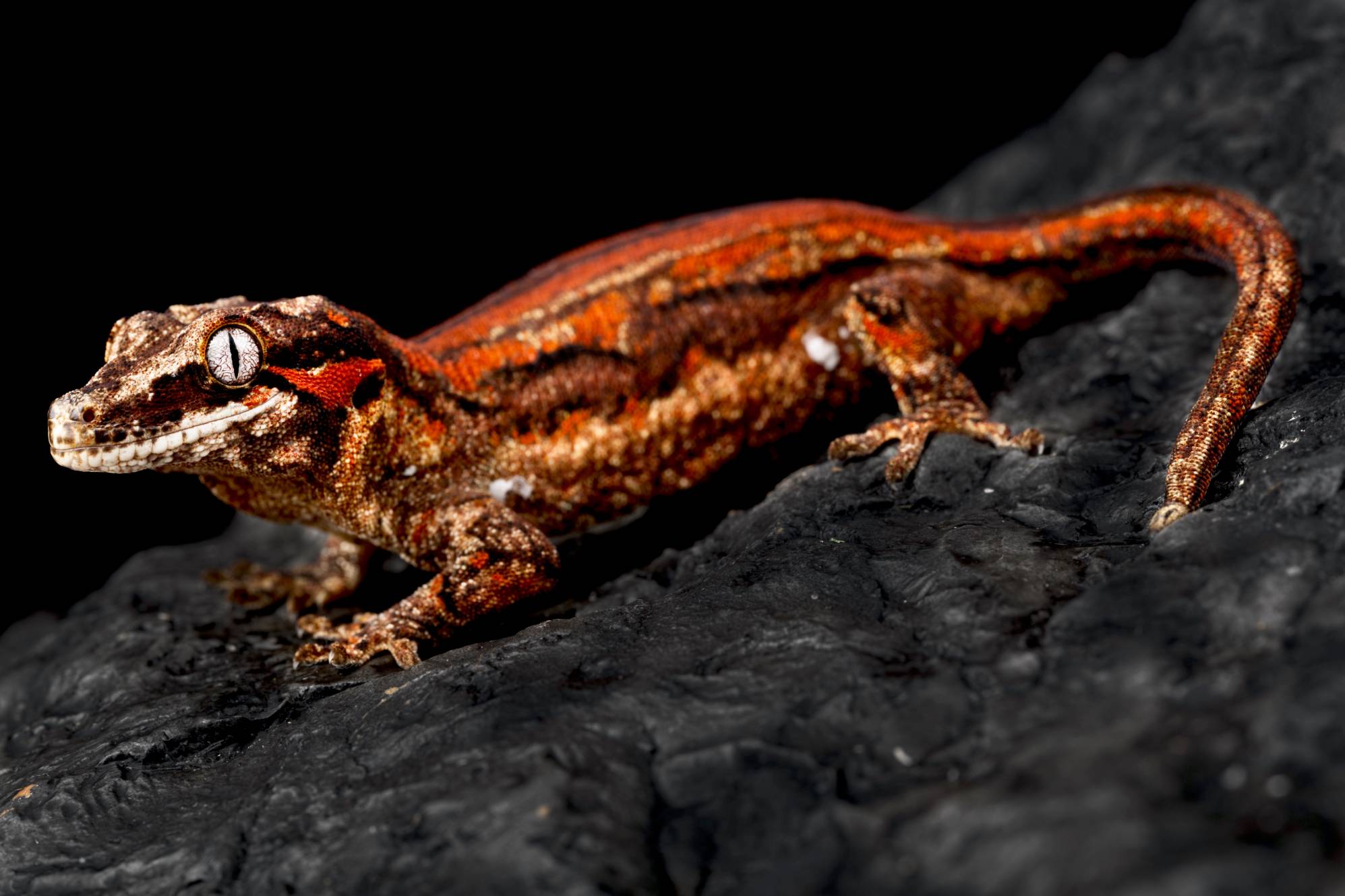 Red-Striped Gargoyle
