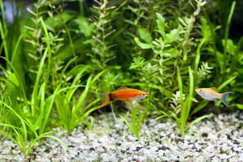 Red Wag Swordtail and Cremecicle Lyretail Molly_You Touch Pix of EuToch_shutterstock