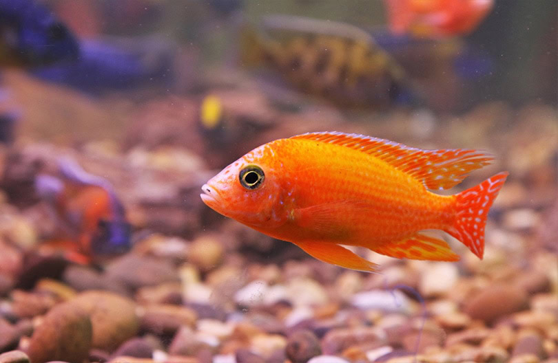 Red Zebra
