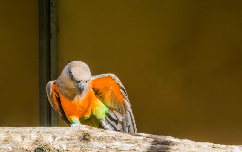 Red bellied parrot
