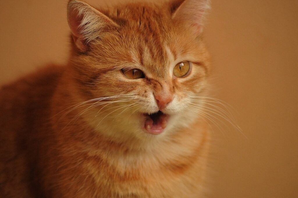 Red cat sneezes