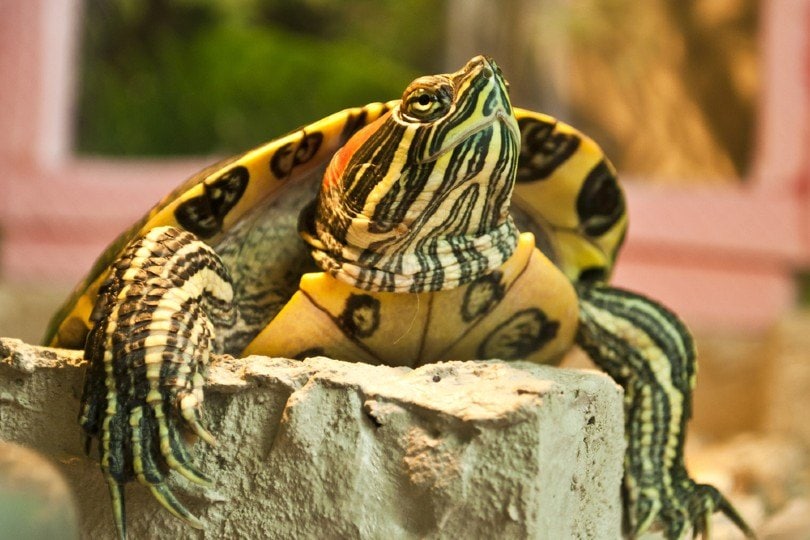 Red eared slider