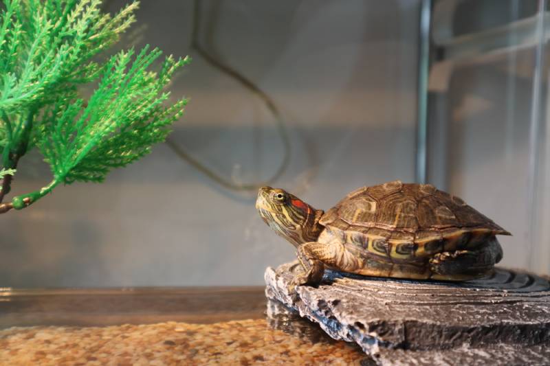 Red eared turtle at the tank