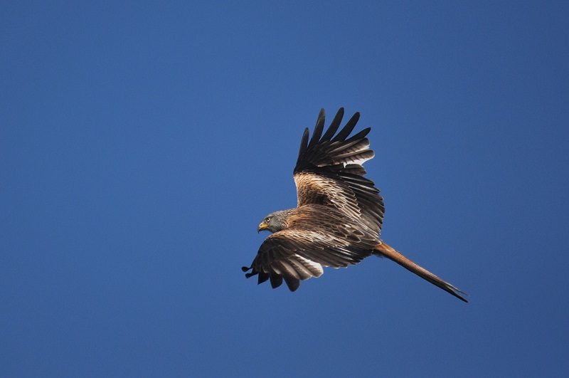 Red kite