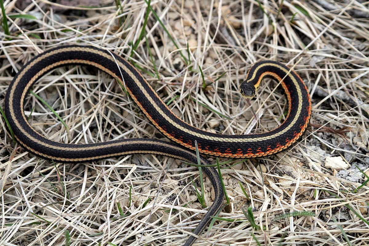 Red-sided Garter Snake