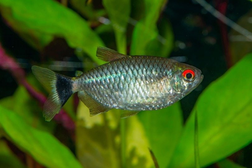 Redeye Tetra