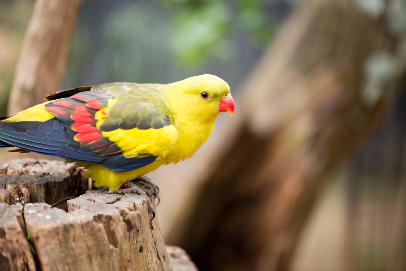 Regent Parakeet