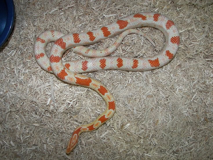 Reverse Okeetee Corn Snake