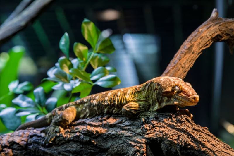 Rhacodactylus leachianus (Leachie Geckos)