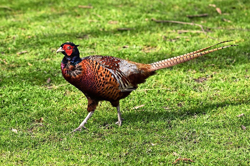 Ring-Necked Pheasant in Field