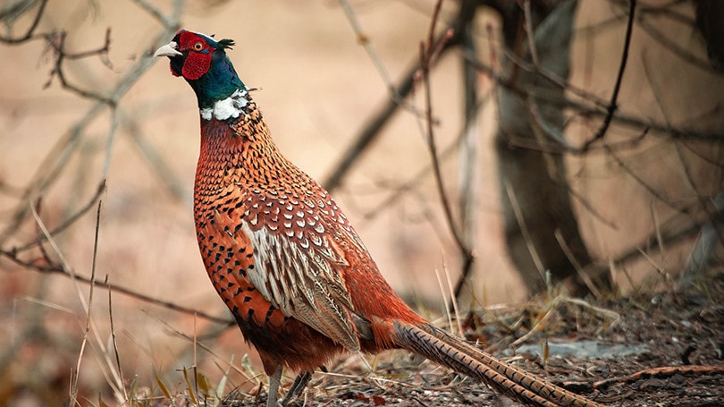 Ring-Necked Pheasants Close up