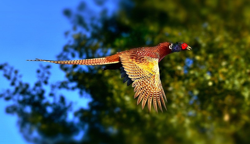 Ring-Necked Pheasants