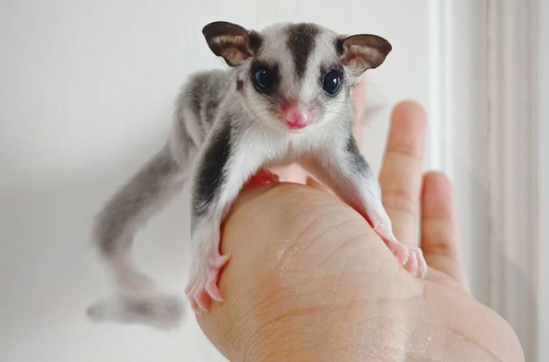 Ring Tail Sugar Glider on owner's hand